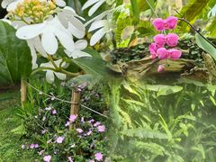 -深圳仙湖植物园