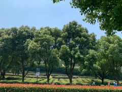 -树山生态村