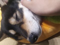 -逗柴咖啡屋·狗咖猫咖宠物桌游