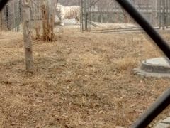 -石家庄市动物园