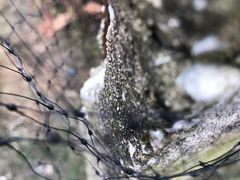 -马陆小张葡萄园农家乐