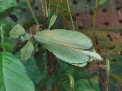 -上海大自然野生昆虫馆(东方明珠·爬宠昆虫探索中心)