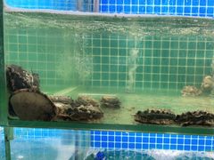 -白仁仔· 活烤海鲜 宵夜(豫园店)