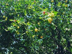 -南汇水蜜桃采摘(大团店)