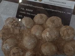 -中国西峡恐龙遗迹园