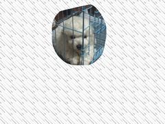 -爱侣·安琦尔宠物医院·中兽医针灸·心内科·狂犬免疫点(宝山区院)