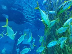 -芜湖新华联大白鲸海洋公园
