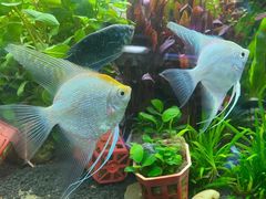 -花鸟鱼虫鲜花绿植市场(玉泉路店)