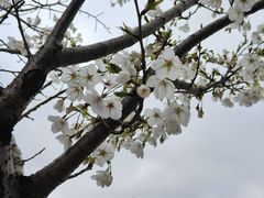 -高东镇樱花园