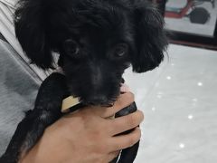 -安安宠医宠物医院·异宠·犬猫内科(岳阳分院)