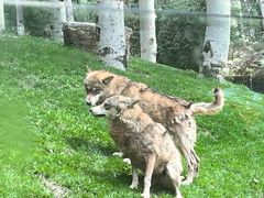 -北京野生动物园