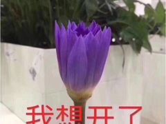 -麻喜大
