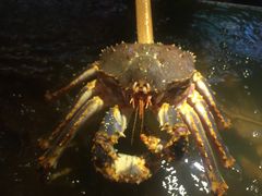 -蟹之国·精品蟹料理(极地店)