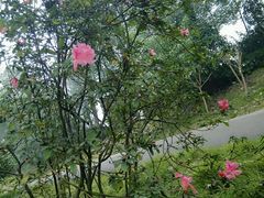 -林记开心动物奶油生日蛋糕(江南春晓店)