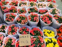 -三圣花乡旅游区