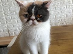 -平行世界·猫咖(首经贸店)