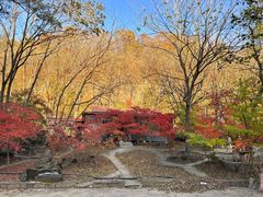 -黄椅山火山森林公园