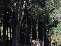 -阿里山神木遗迹