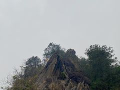 -南山植物园