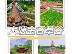 -大塘金香草谷