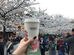 -鸡鸣赐茶(鸡鸣寺路店)