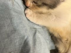 -楼上猫咖(罗湖店)