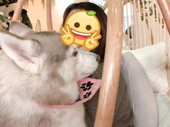 -Husky Go! 哈士奇体验馆·宠物咖啡厅狗咖