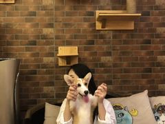 -more than meow吴止猫主题餐厅(承德 中船汇店)