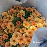 娇艳欲滴の夏日鲜花打卡地🌹