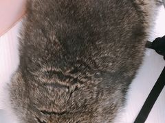 -浣熊柯尔鸭土拨鼠·电玩咖