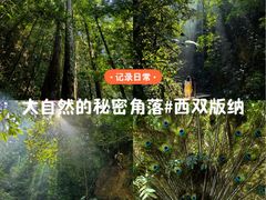 -西双版纳原始森林公园