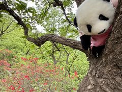 -栾川竹海野生动物园