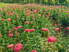 -扬州芍药园(仪征市)