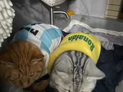 -创凡宠物医院·骨专科  猫科中心(西乡分院)