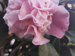 -兰纳泰式spa(古城店)