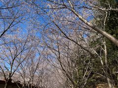 -樱花山风景区