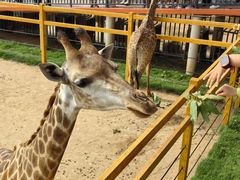 -西霞口神雕山野生动物世界
