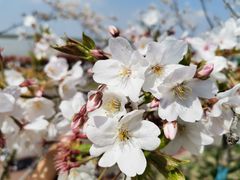 -幕燕滨江·长江观音景区