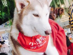 -Husky Go! 哈士奇体验馆·宠物咖啡厅狗咖
