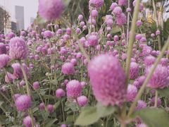 -喜茶(深圳海岸城店)