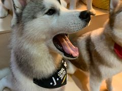 -Husky Go! 哈士奇体验馆·宠物咖啡厅狗咖