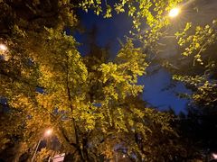 -三里屯东五街银杏大道