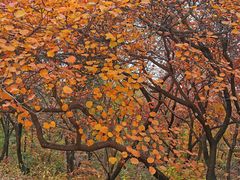 -北京西山国家森林公园