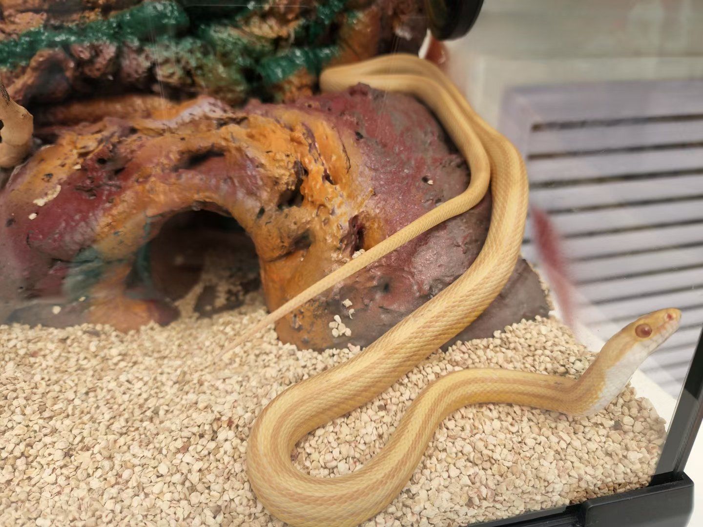 巴西巨人金直间,比手掌小一圈,从手掌爬到胳膊上