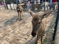 -长白岛森林公园