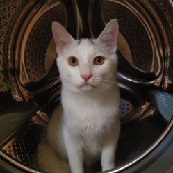 -飛凡TATTOO纹身•原创