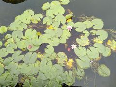 -荷塘月色湿地公园·向阳花洲