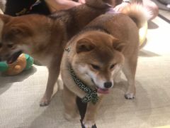 -逗柴咖啡屋·狗咖猫咖宠物桌游
