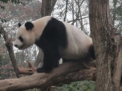 -成都大熊猫繁育研究基地