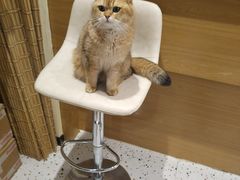 -滚猫咖啡·猫咖·猫友好撸猫(未来城店)